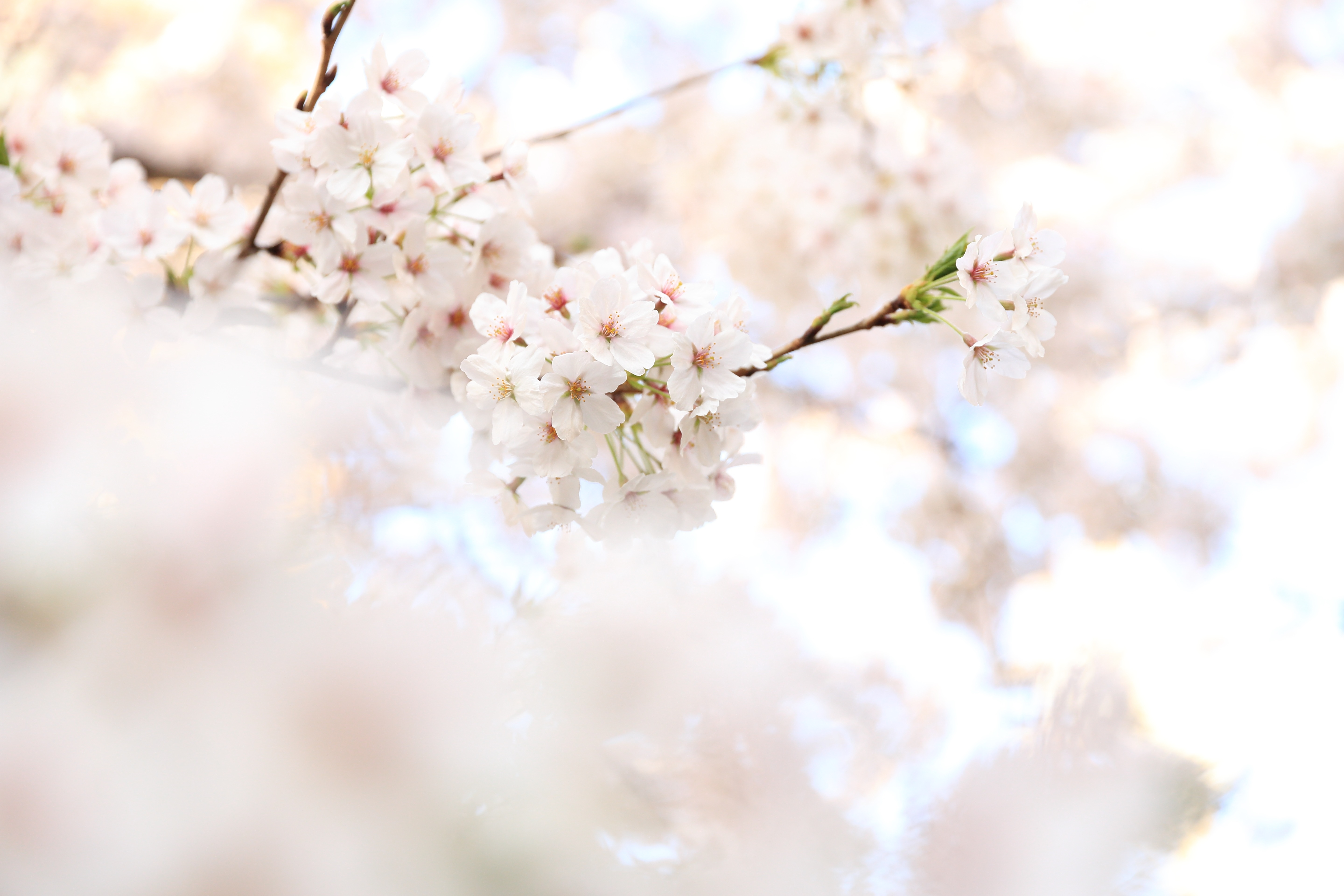Hvid kirsebærblomst